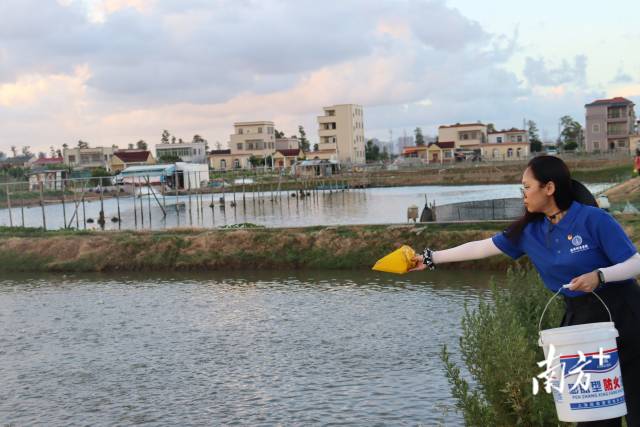 中山大学“智渔时代”团队成员在养殖基地实践劳作。 中山大学“智渔时代”团队成员在养殖基地实践劳作。