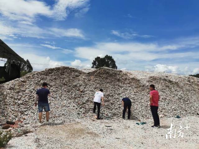 广东海洋大学学生团队调研成堆的废弃贝壳。 广东海洋大学学生团队调研成堆的废弃贝壳。